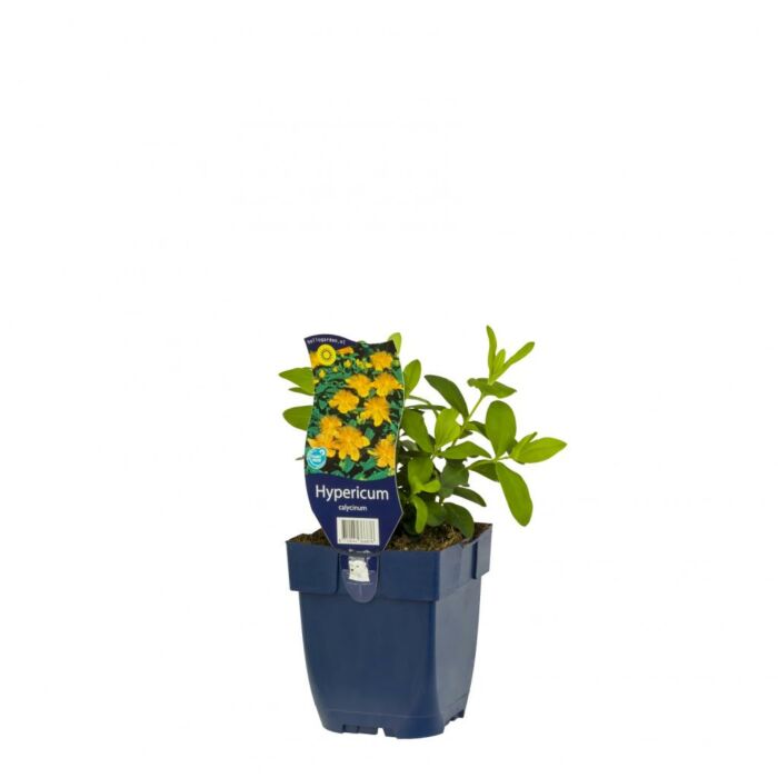 Hertshooi - Hypericum calycinum Hertshooi - Hypericum calycinum