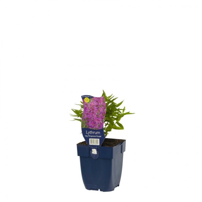 Kattestaart - Lythrum sal. 'Dropmore Purple' Kattestaart - Lythrum sal. 'Dropmore Purple'