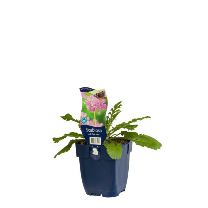 Duifkruid - Scabiosa col. 'Pink Mist'