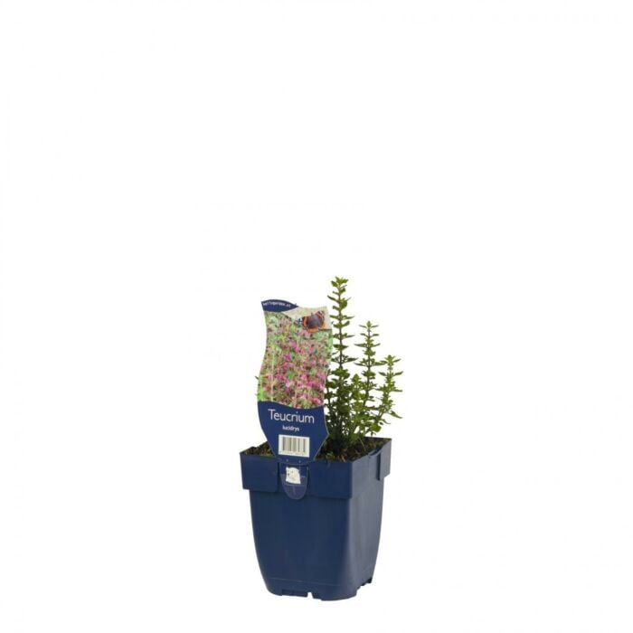 Gamander - Teucrium lucidrys Gamander - Teucrium lucidrys