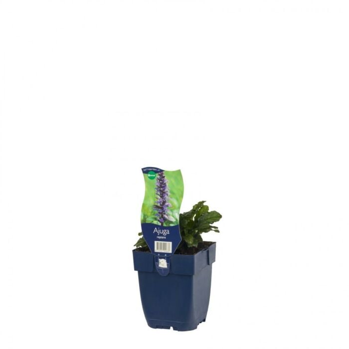 Kruipend zenegroen - Ajuga reptans