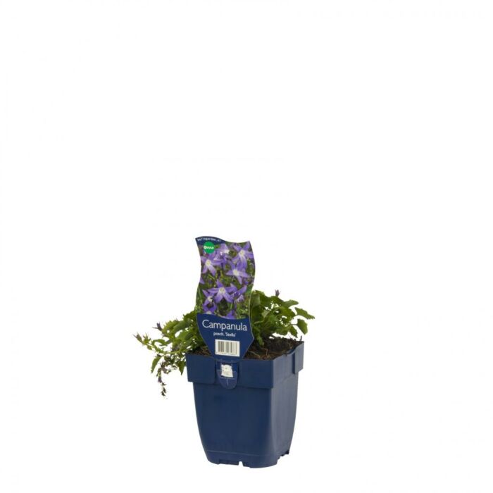 Klokjesbloem - Campanula posch. 'Stella'