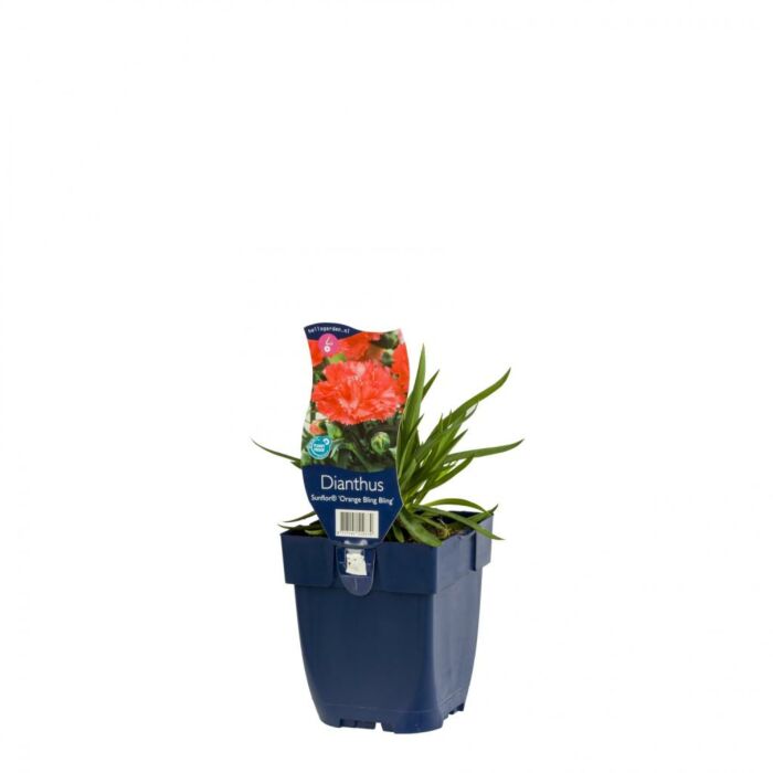 Anjer - Dianthus 'Sunflor Orange Bling Bling'