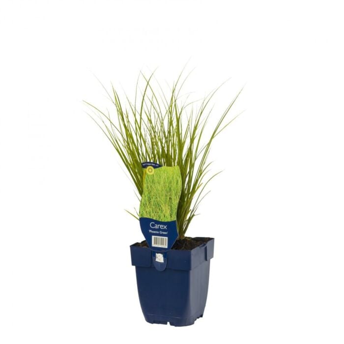 Zegge - Carex 'Phoenix Green'