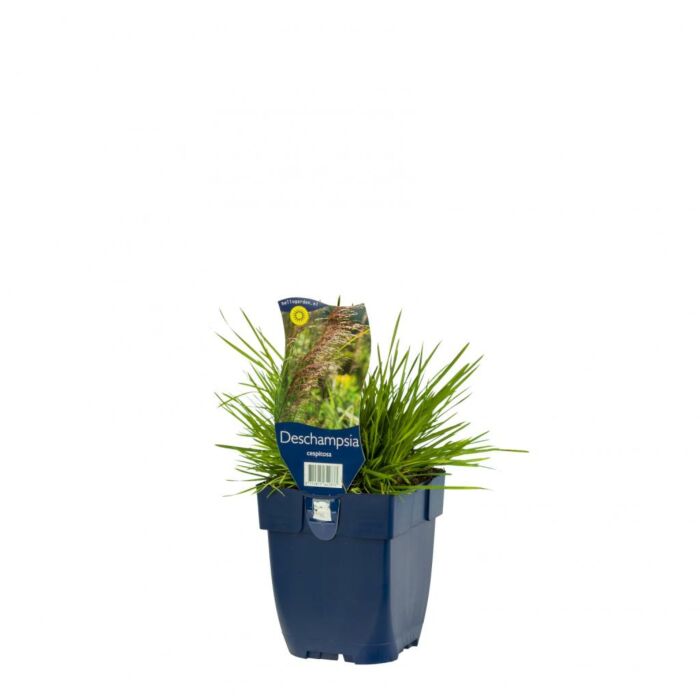 Ruwe Smele - Deschampsia Cespitosa