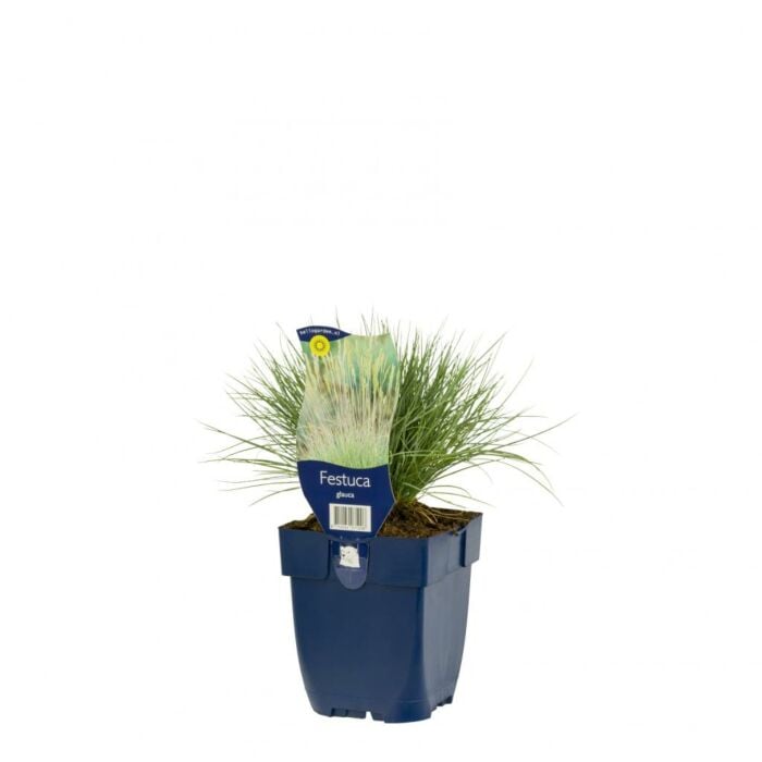 Zwenkgras - Festuca Glauca Zwenkgras - Festuca Glauca