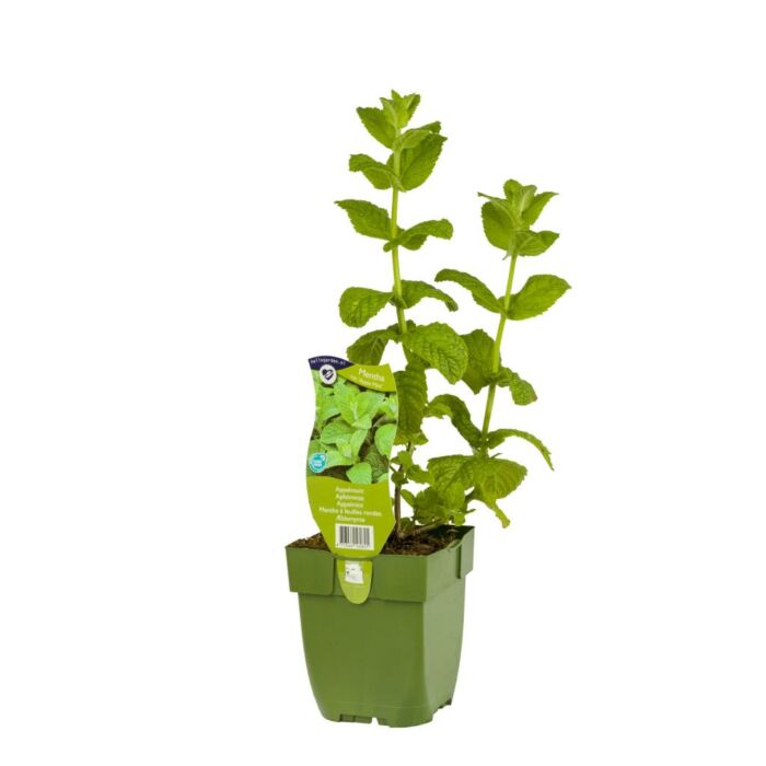 Appelmunt - Mentha rot. 'Apple Mint'