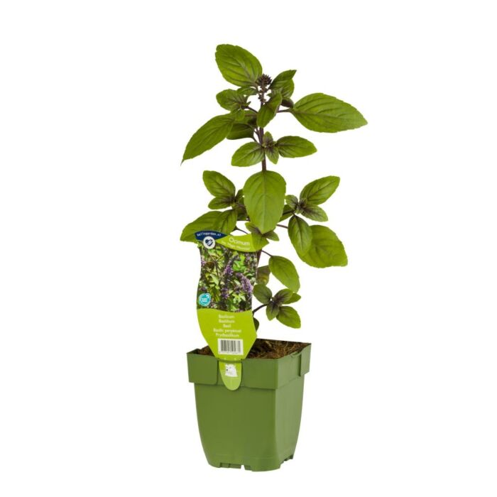 Basilicum - Ocimum bas. 'Magic Mountain' Basilicum - Ocimum bas. 'Magic Mountain'