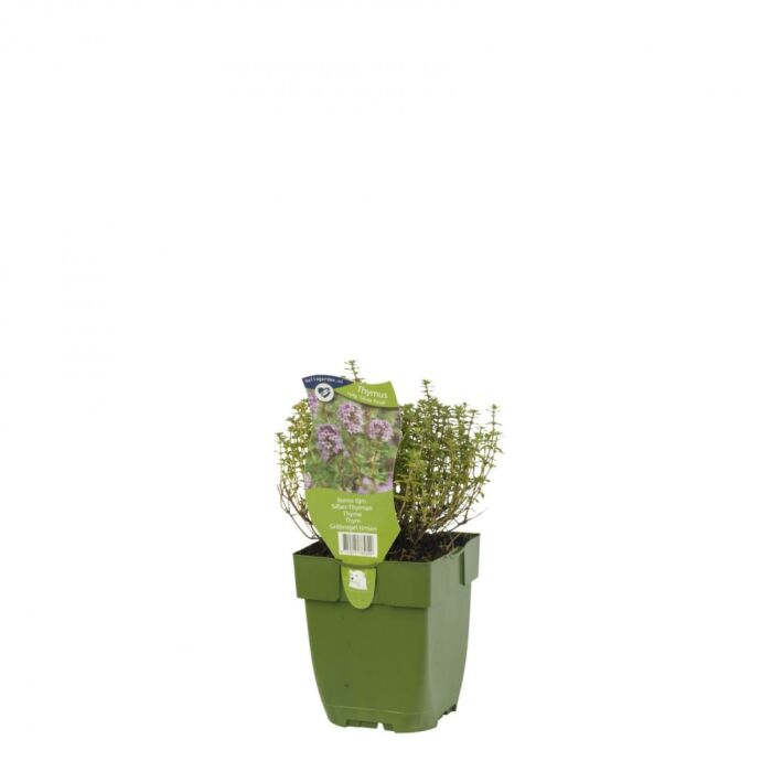 Bonte tijm - Thymus vulg. 'Silver Posie'