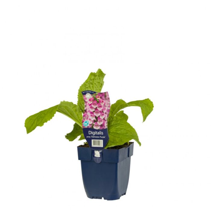 Vingerhoedskruid - Digitalis Purp. 'Dalmatian Purple'
