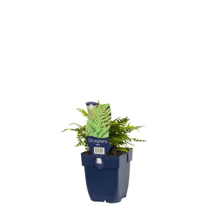 Geschubde mannetjesvaren - Dryopteris affinis