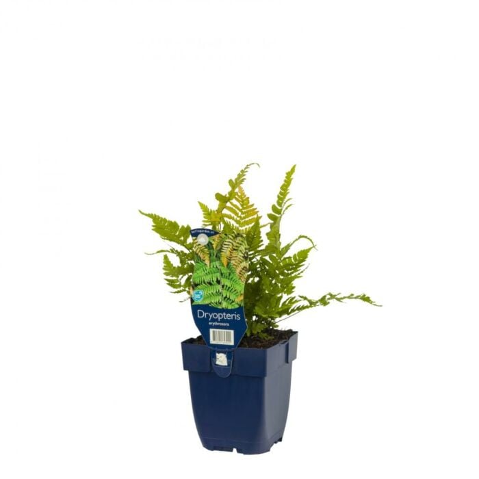 Rode Sluiervaren - Dryopteris Erythrosora
