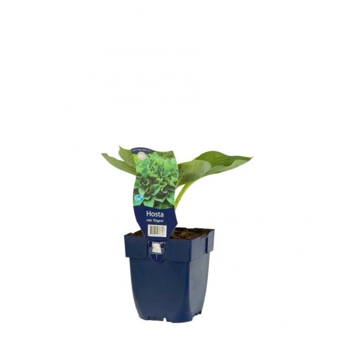 Hartlelie - Hosta sieb 'Elegans'