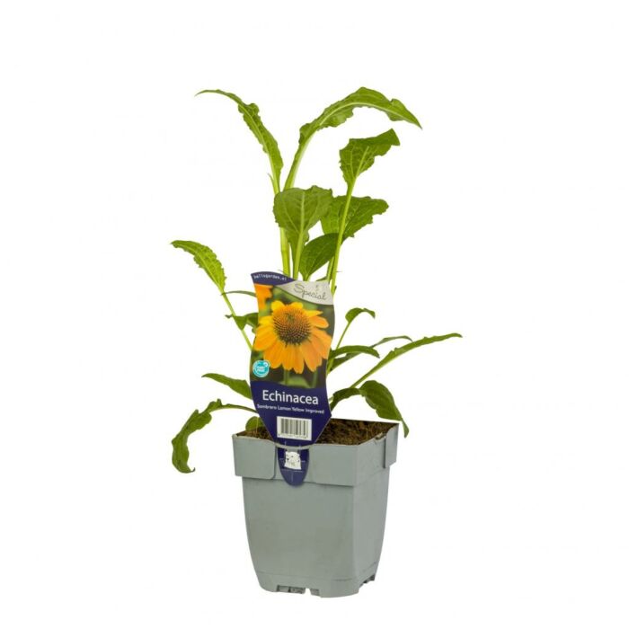 Zonnehoed - Echinacea Sombr. Lemon Yellow Impr.