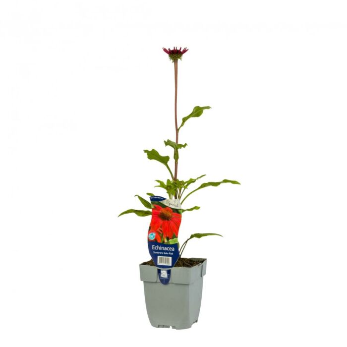 Zonnehoed - Echinacea Sombrero Salsa Red Zonnehoed - Echinacea Sombrero Salsa Red