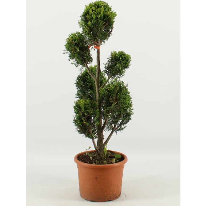 Cupressocyparis l. 'Castlew. Gold'