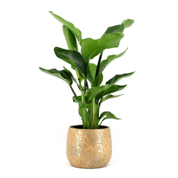 Strelitzia Nicolai P19