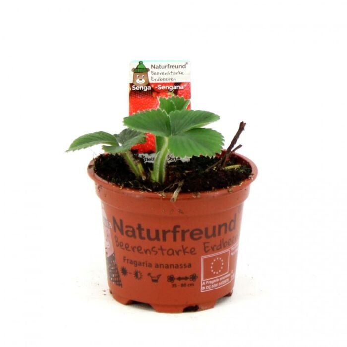 Aardbei - Fragaria "Senga sengana"
