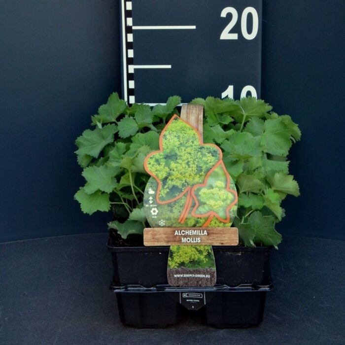 Vrouwenmantel - Alchemilla Mollis 4-Pack