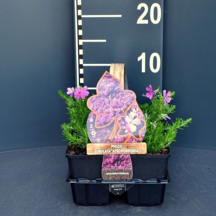 Vlambloem - Phlox (S) 'Atropurpurea'