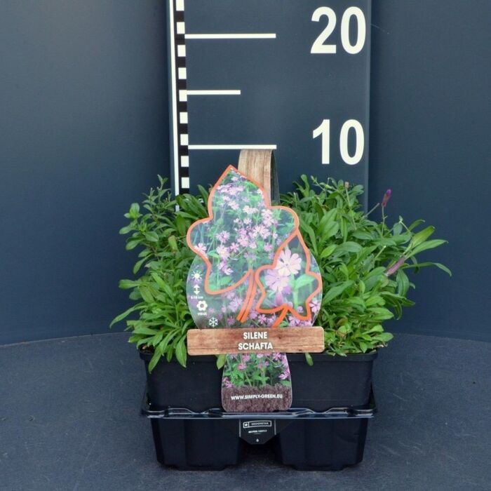 Lijnkruid - Silene schafta 4-pack