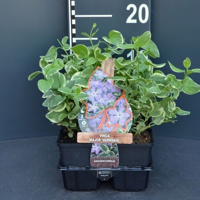 Grote witbonte maagdenpalm - Vinca major 'Variegata'