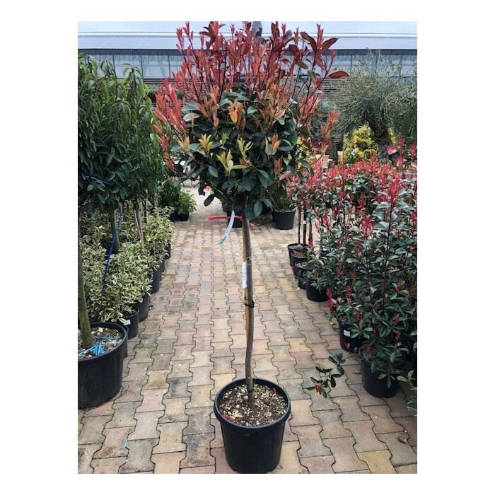 Photinia Fraseri 'Red Robin' Photinia Fraseri 'Red Robin'