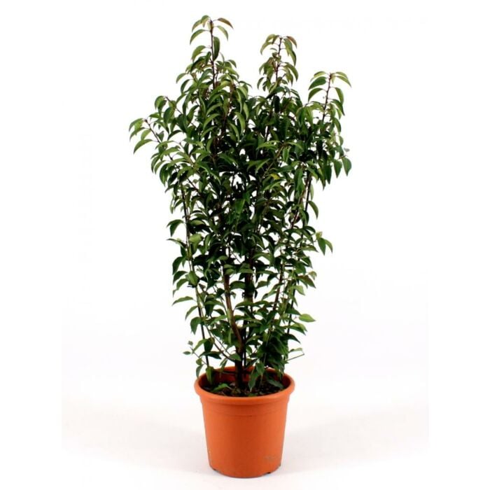 Prunus L. 'Angustifolia'