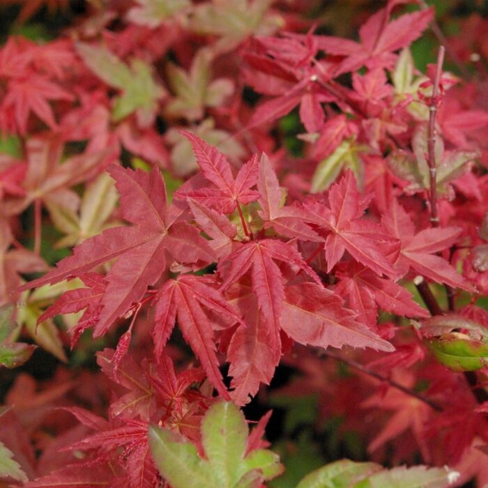 Japanse Esdoorn - Acer palmatum Beni-maiko