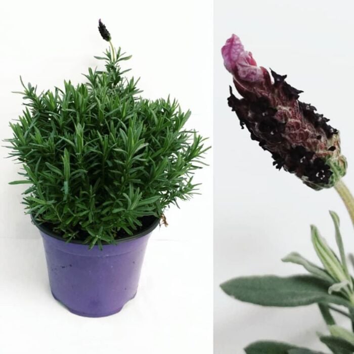 Lavendel Stoechas Ø 18 Stru Lavendel Stoechas Ø 18 Stru
