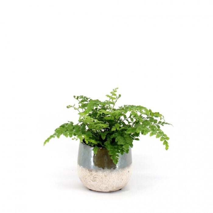 Asplenium Parvati Asplenium Parvati