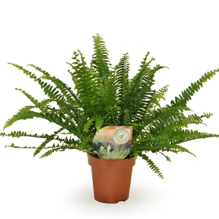 Krulvaren - Nephrolepis Green Lady