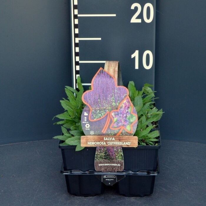 Bossalie - Salvia nem. 'Ostfriesland' Bossalie - Salvia nem. 'Ostfriesland'