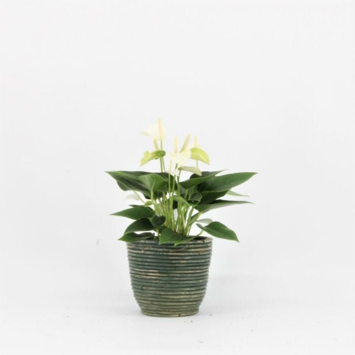 Anthurium White Champion 9cm