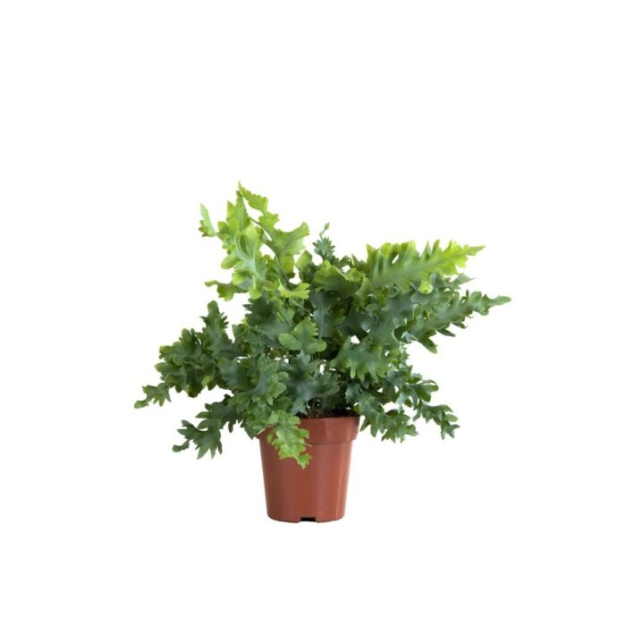 Blauwvaren - Phlebodium Davana Blauwvaren - Phlebodium Davana