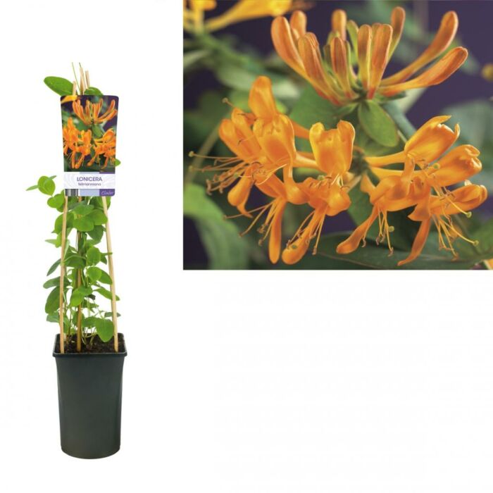 Kamperfoelie - Lonicera tellmanniana