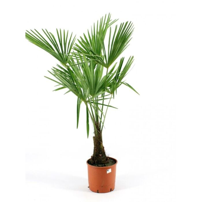 Chinese waaierpalm - Trachycarpus fortunei