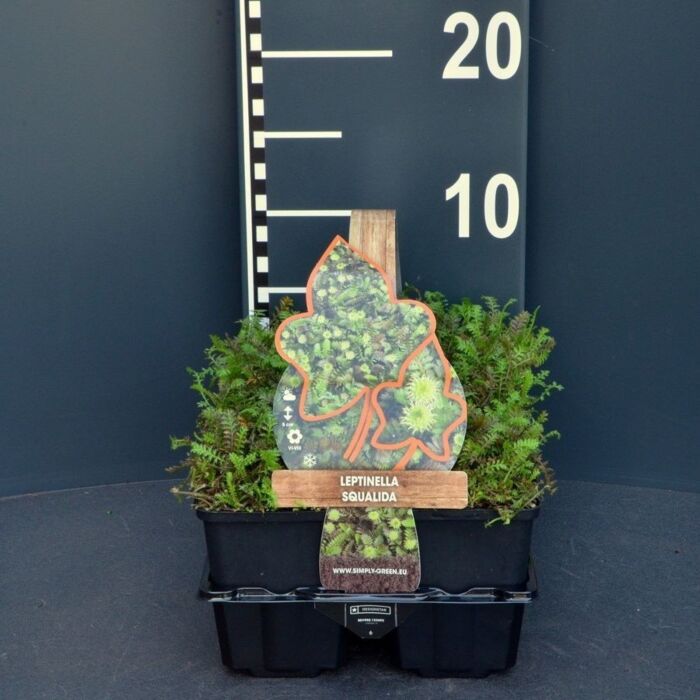 Koperknoopje - Leptinella squalida Koperknoopje - Leptinella squalida