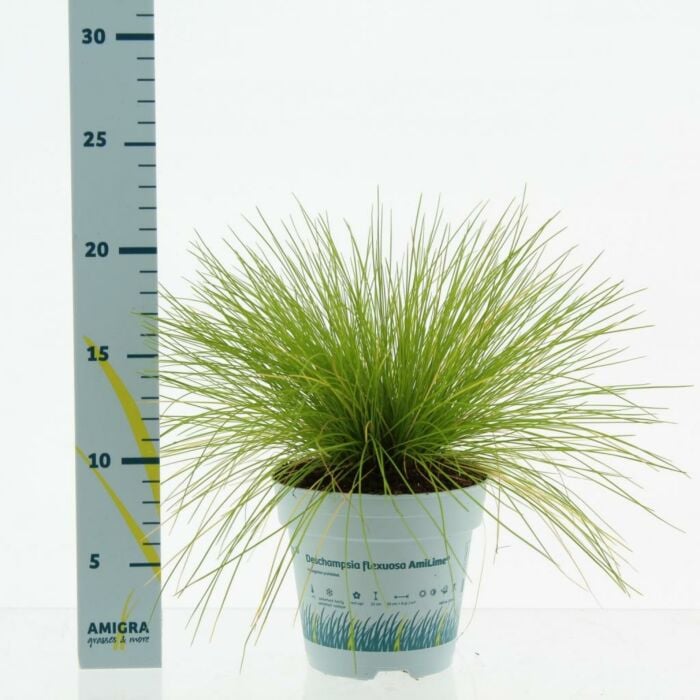 Bochtige smele - Deschampsia flexuosa AmiLime 10,5 cm Bochtige smele - Deschampsia flexuosa AmiLime 10,5 cm