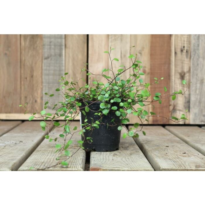 Muehlenbeckia complexa