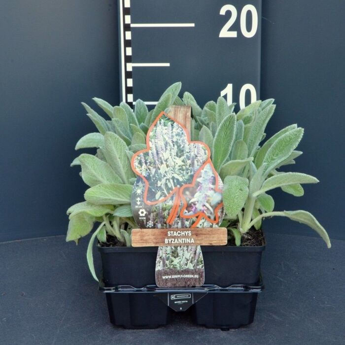 Ezelsoor - Stachys byzantina