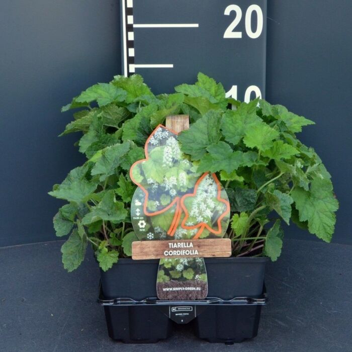 Perzische muts - Tiarella cordifolia Perzische muts - Tiarella cordifolia