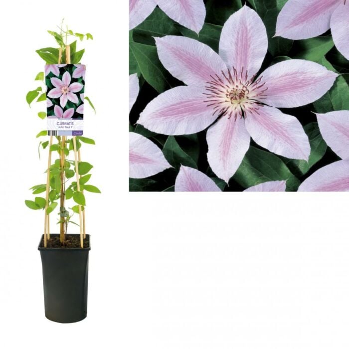 Bosrank - Clematis jackmanii 'John Paul II'
