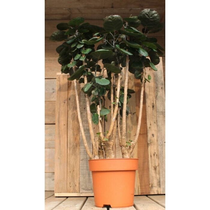 Polyscia Fabian Polyscia Fabian