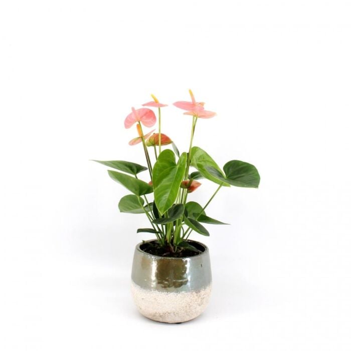 Anthurium Spirit