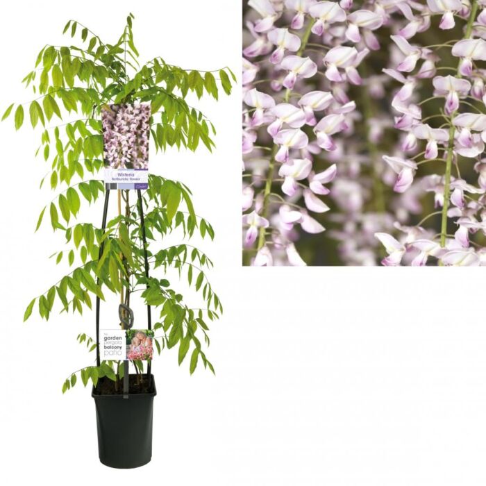 Blauwe regen - Wisteria floribunda Rosea