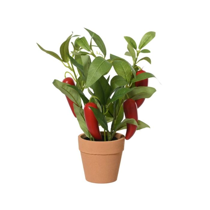 Plant in pot plastic pepers 25 cm Plant in pot plastic pepers 25 cm
