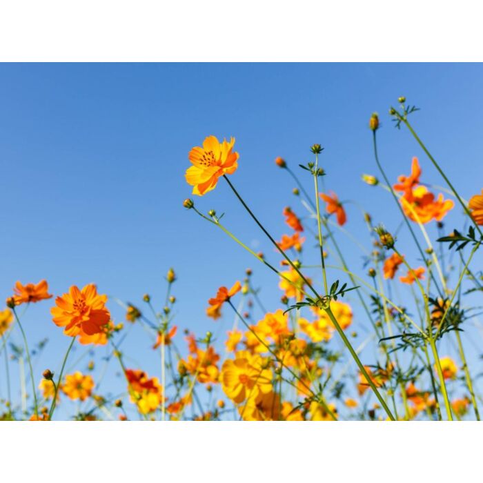 Buitencanvas bloemen oranje 78 cm