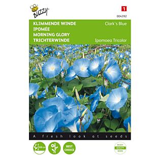 Ipomoea, Klimmende winde Clark’s Blue - Buzzy Ipomoea, Klimmende winde Clark’s Blue - Buzzy