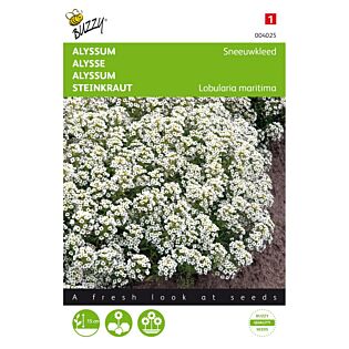Alyssum Sneeuwkleed - Buzzy Alyssum Sneeuwkleed - Buzzy